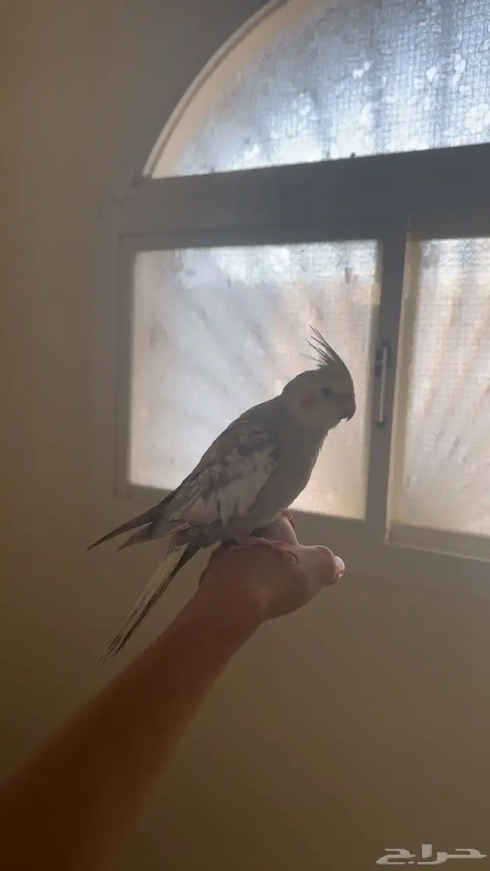 طير كروان للبيع 5