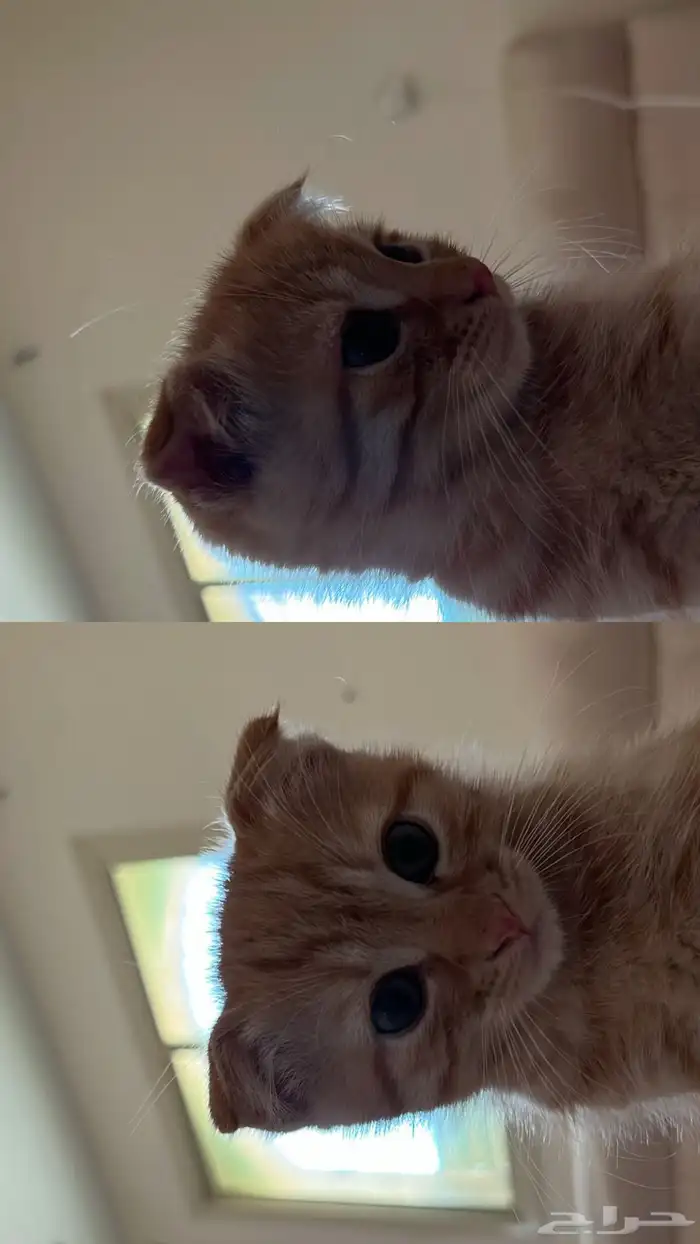 قطو 0
