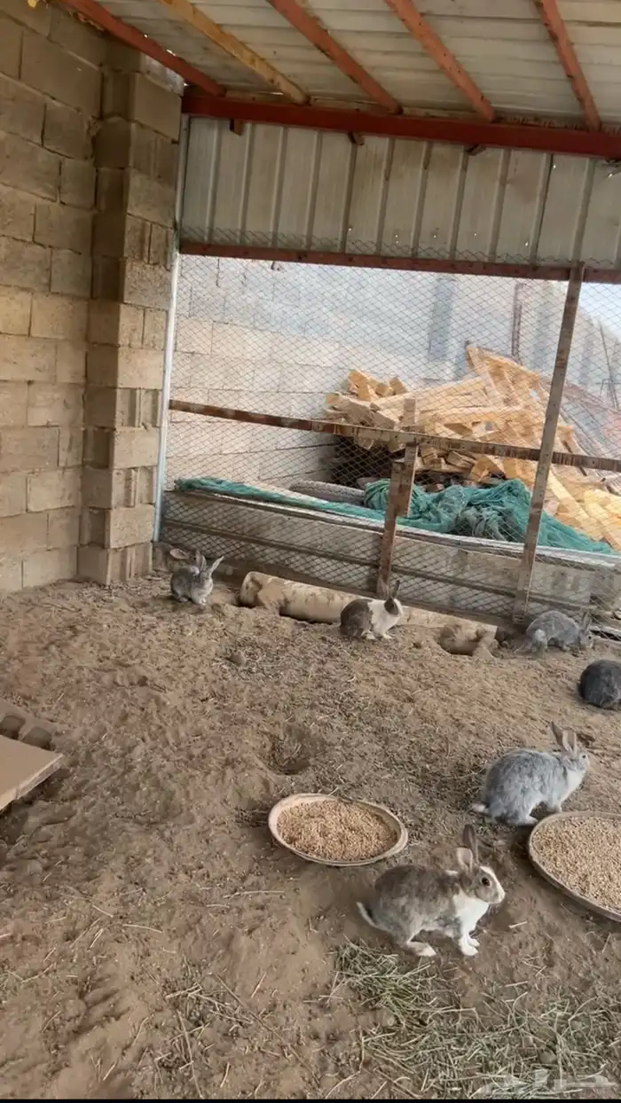 أرانب للبيع كفوا 0