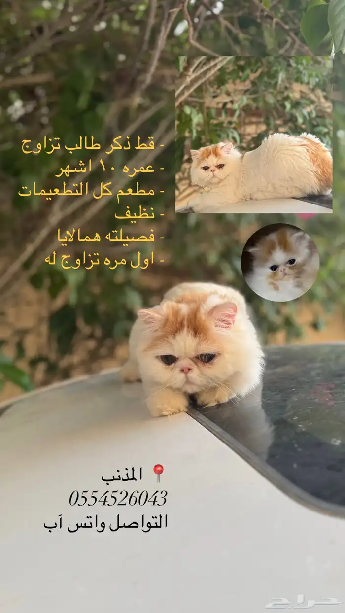 قط تزاوج 0