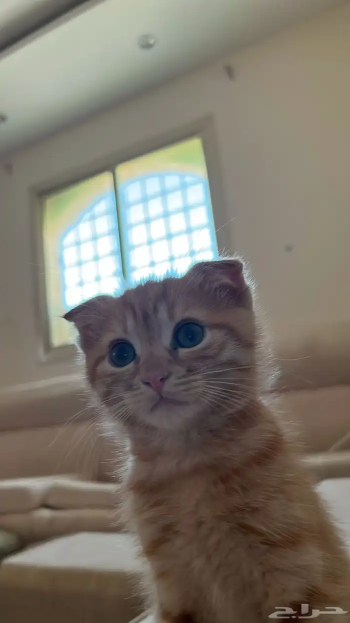 قطو 2