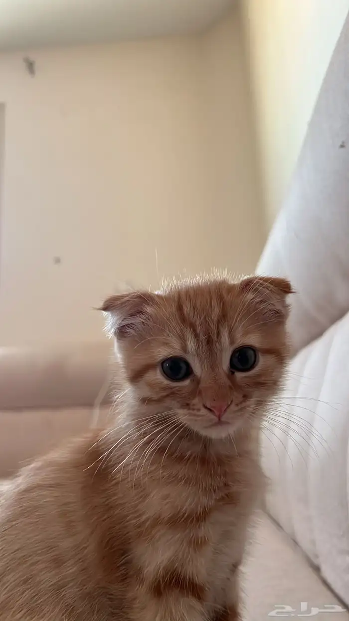 قطو 3