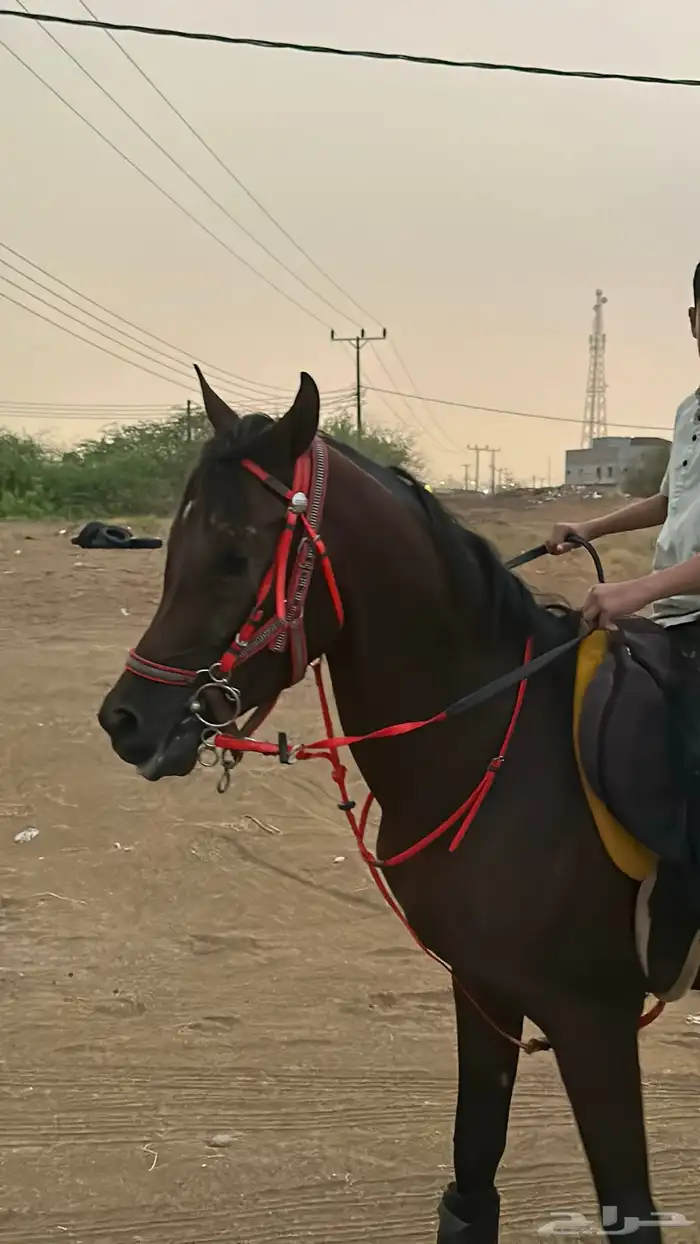 خيل شعبي كفو 0