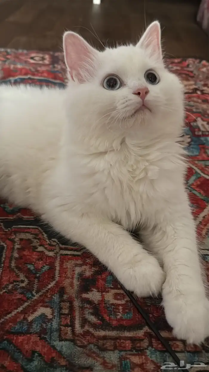قط شيرازي 1
