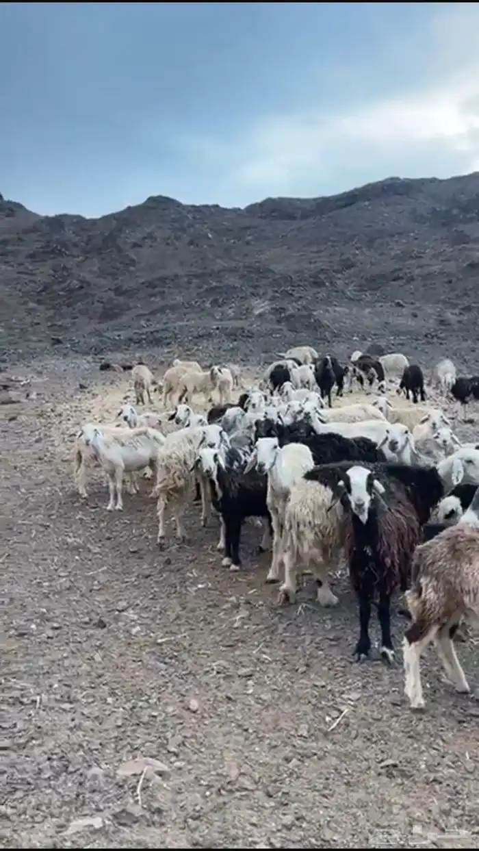 ( تم البيع )غنم صغار سن حريات وحجر مراح واحد 1