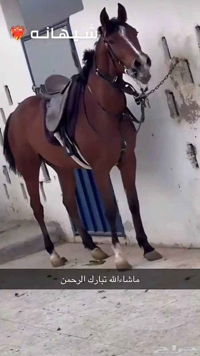 فرس شعبيه شيخه 1