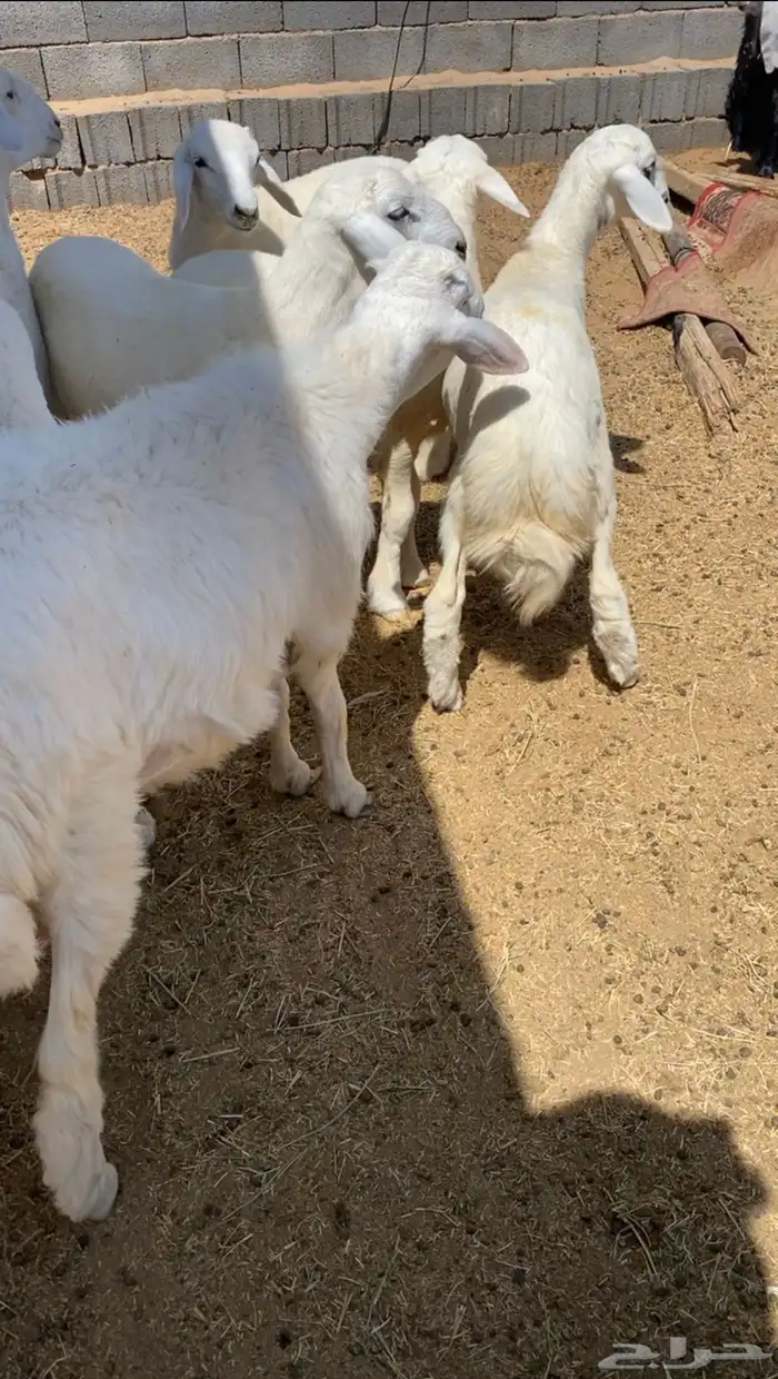 ذبايح حري طليان بهم 3