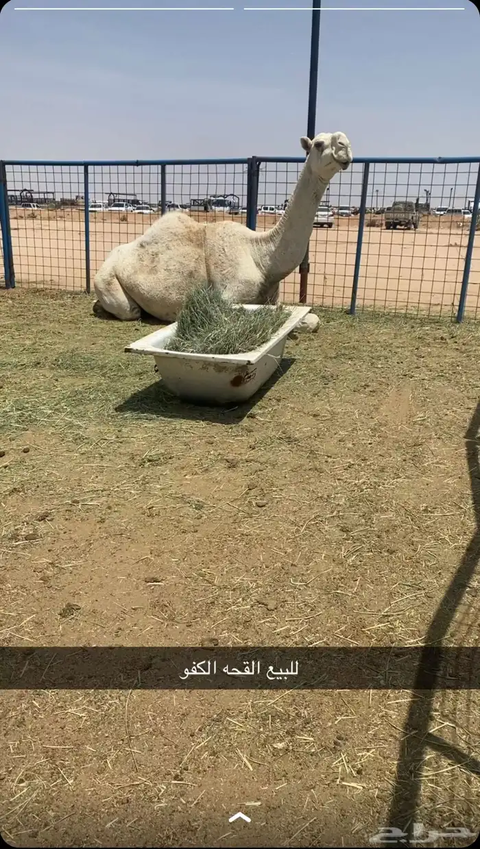 لقحه للبيع 0