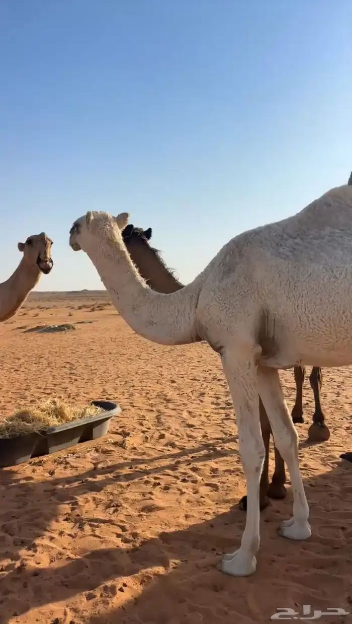 للبيع البكره الطيبه 0