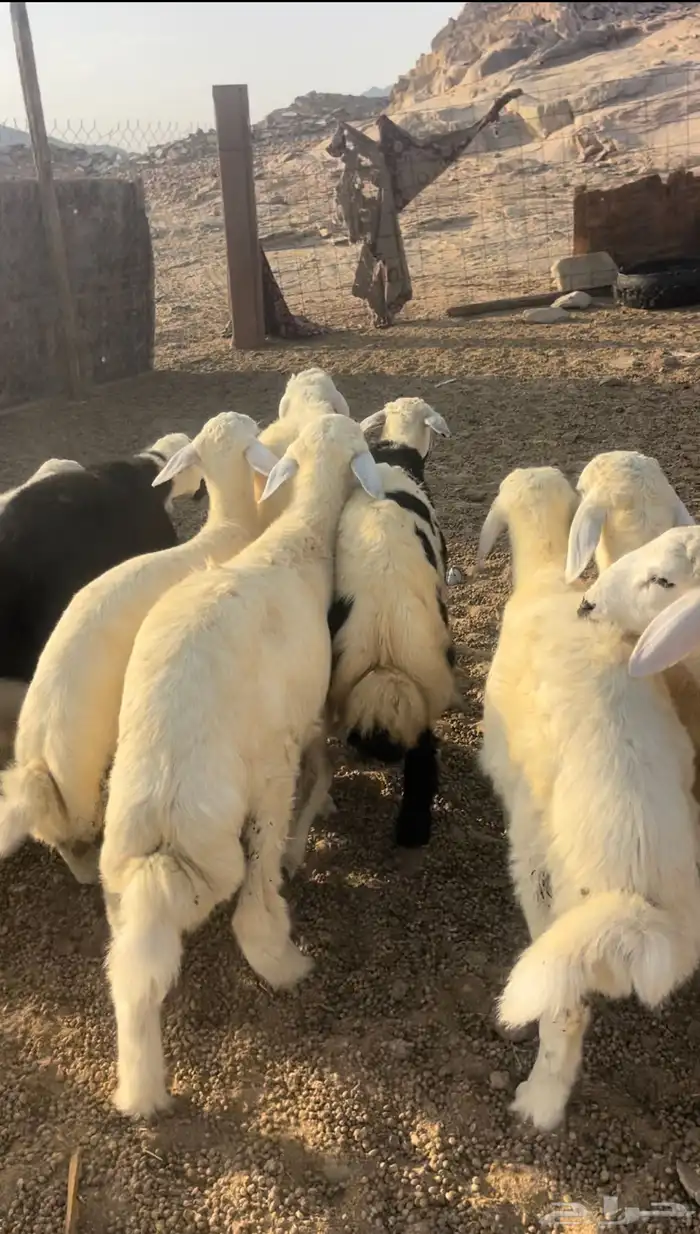 طليان ورخال حريه 3