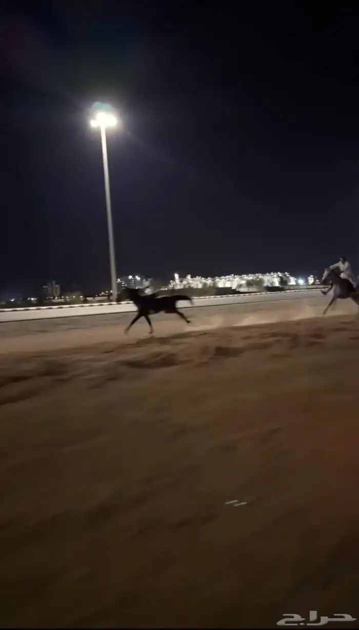 حصان شعبي سبوق 1
