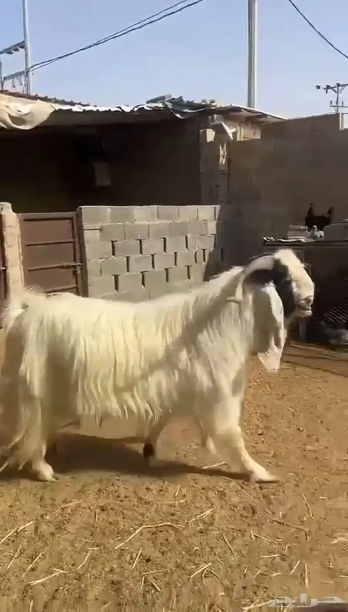 تيس فحل مشروك 1