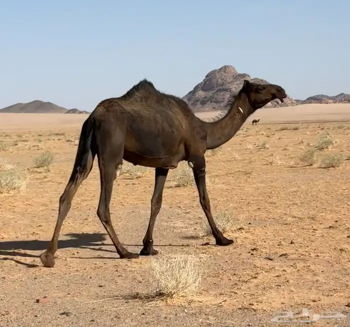 بكره ضروبه طيبه 0
