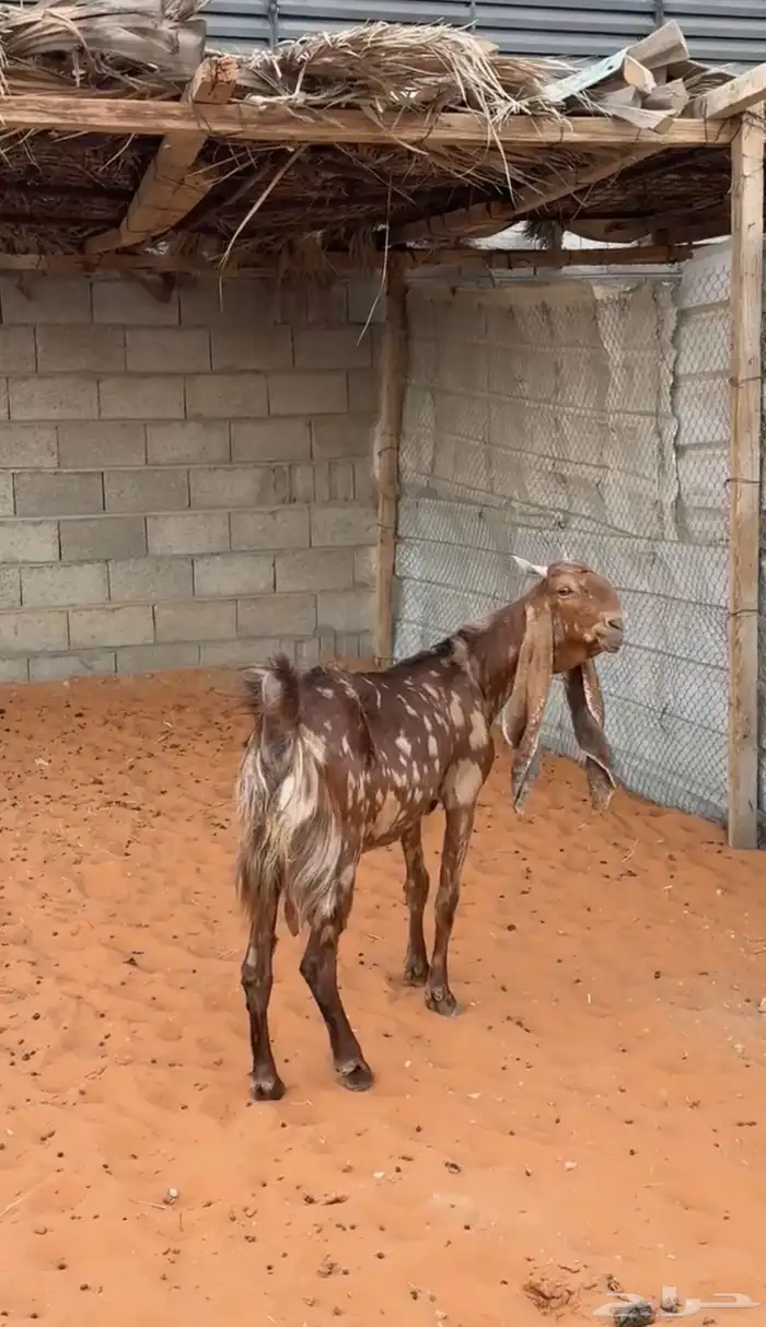 للبيع معزا مشاريك 0