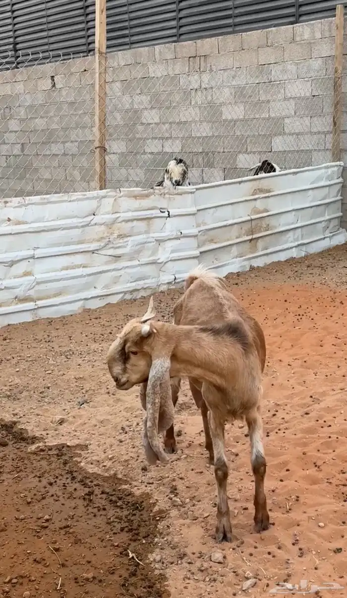 للبيع معزا مشاريك 1