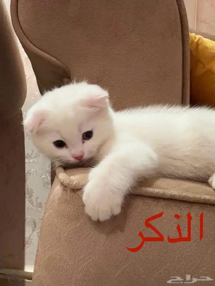 قطط سكوتش فولد للبيع 5