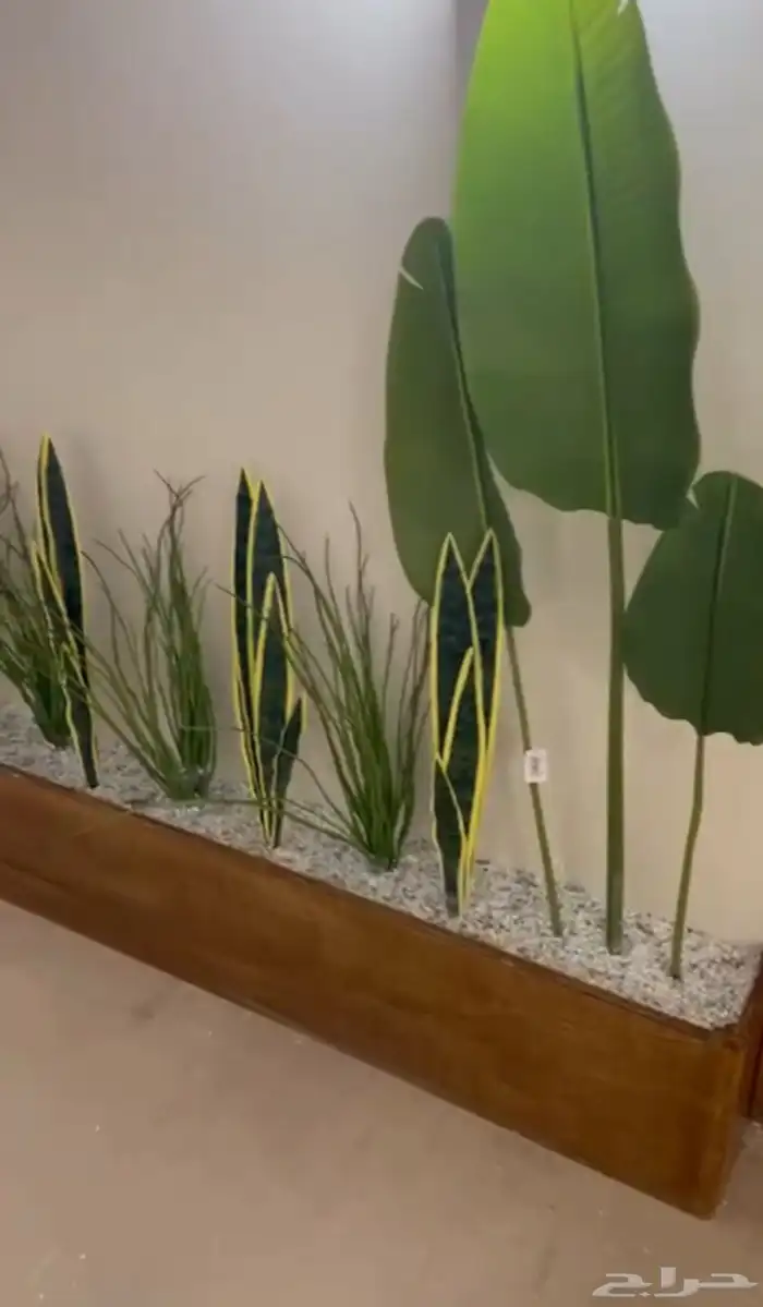 اشجار 7