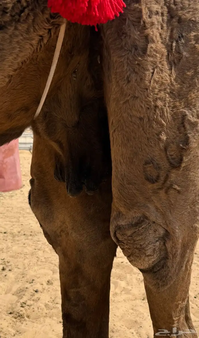 عشرا صفرا نادره 1