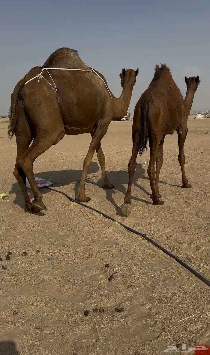 ساحليه معها بنتها 3