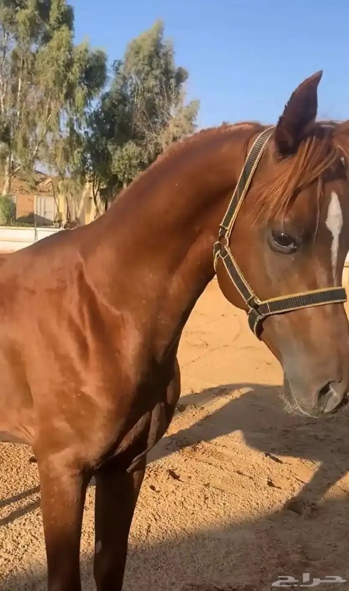 حصان شعبي شيخ 0