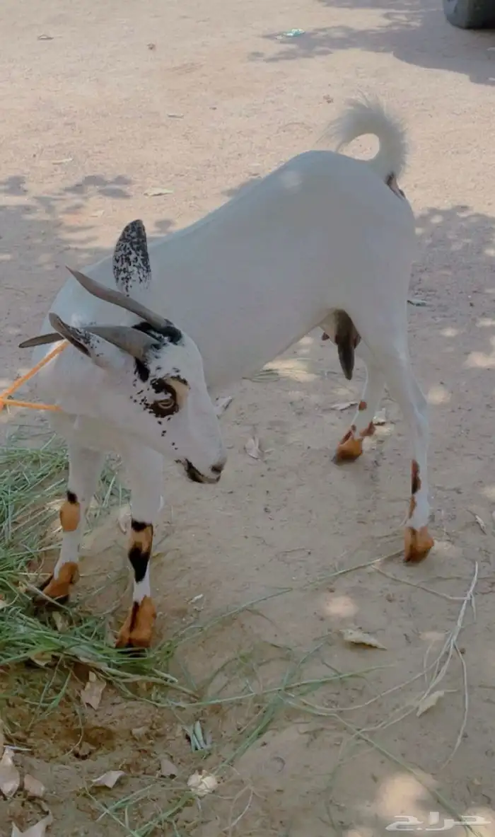 جفره للبيع 1