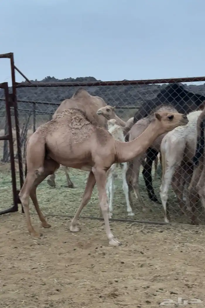 قعود للبيع 0