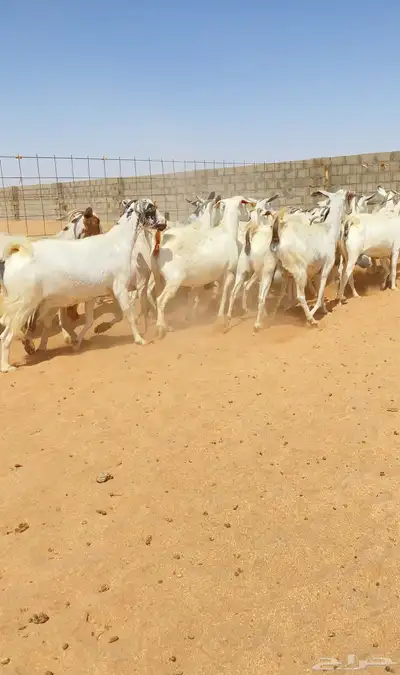 معزا بيشي مواليد 21 تحتها 21 index