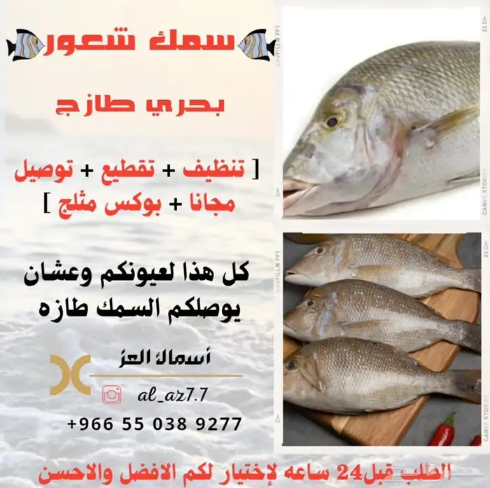 سمك طازه بحري يومي 1