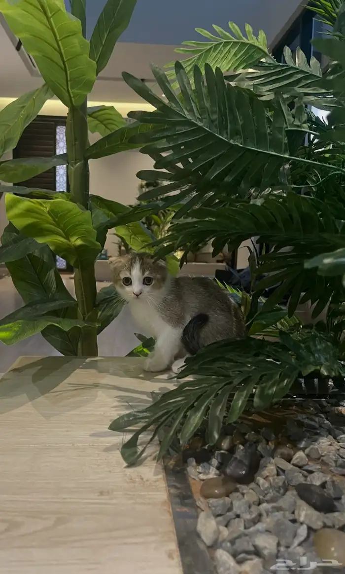 سكوتش ذكر بيور ( تم البيع) 7