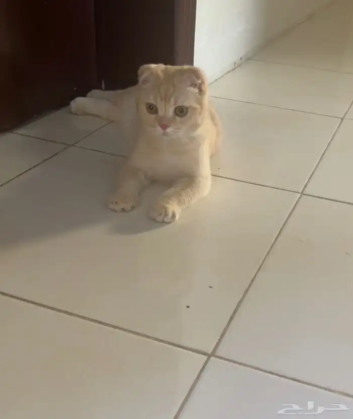 للبيع ذكر سكوتش 2