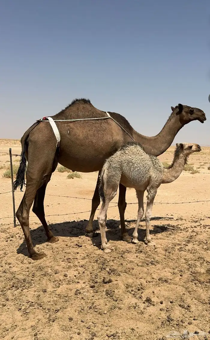 عشاير للبيع بالقرب من القصب 0