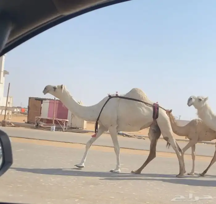 عشرا طيبه تحتها قعود 0