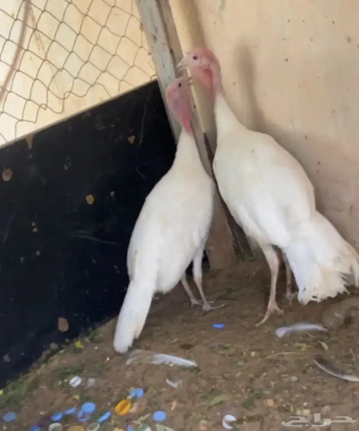 زوج رومي منتج 0