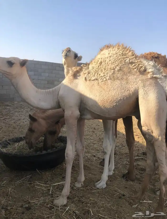 للبيع عشاير 0