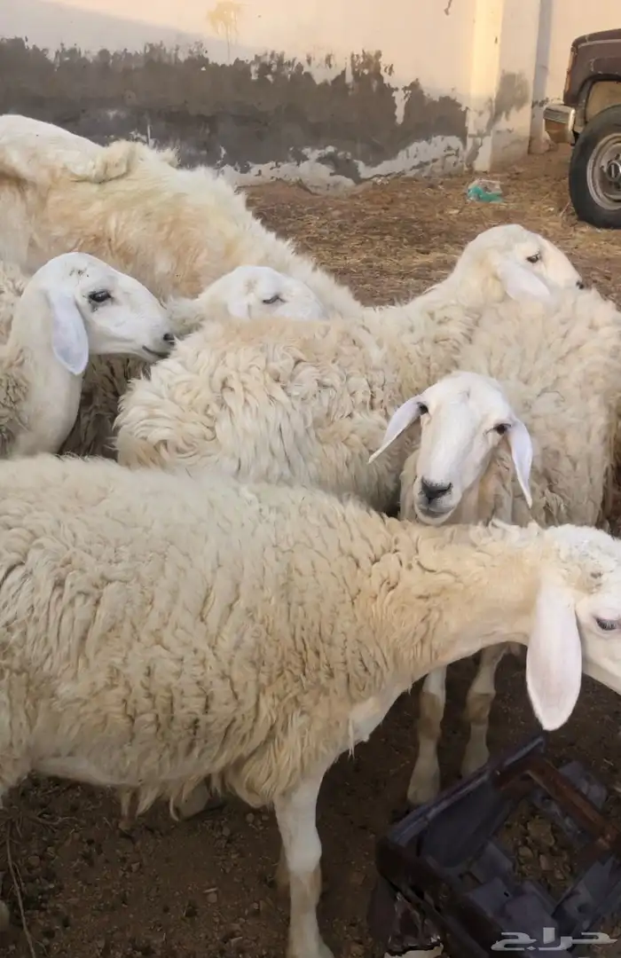 رخال مضاريع بفحلها تم البيع تم البيع الله يبارك لراعيها 1