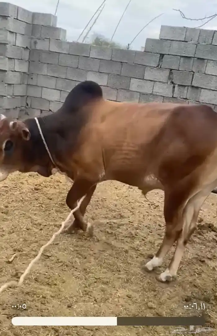 ثور للبيع 2