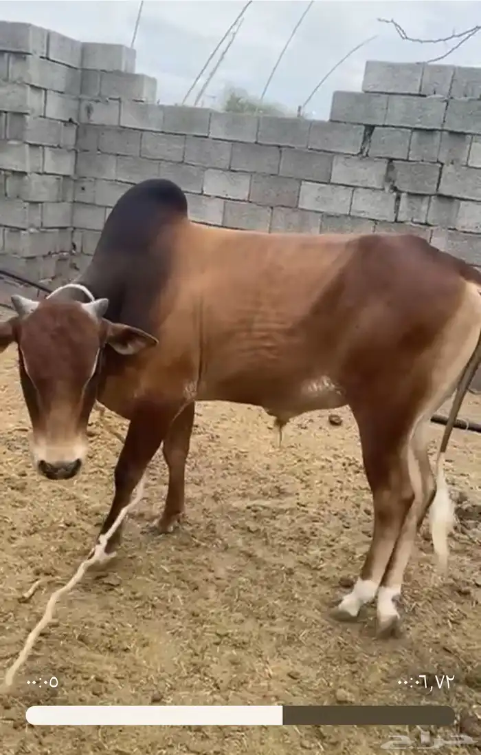 ثور للبيع 1
