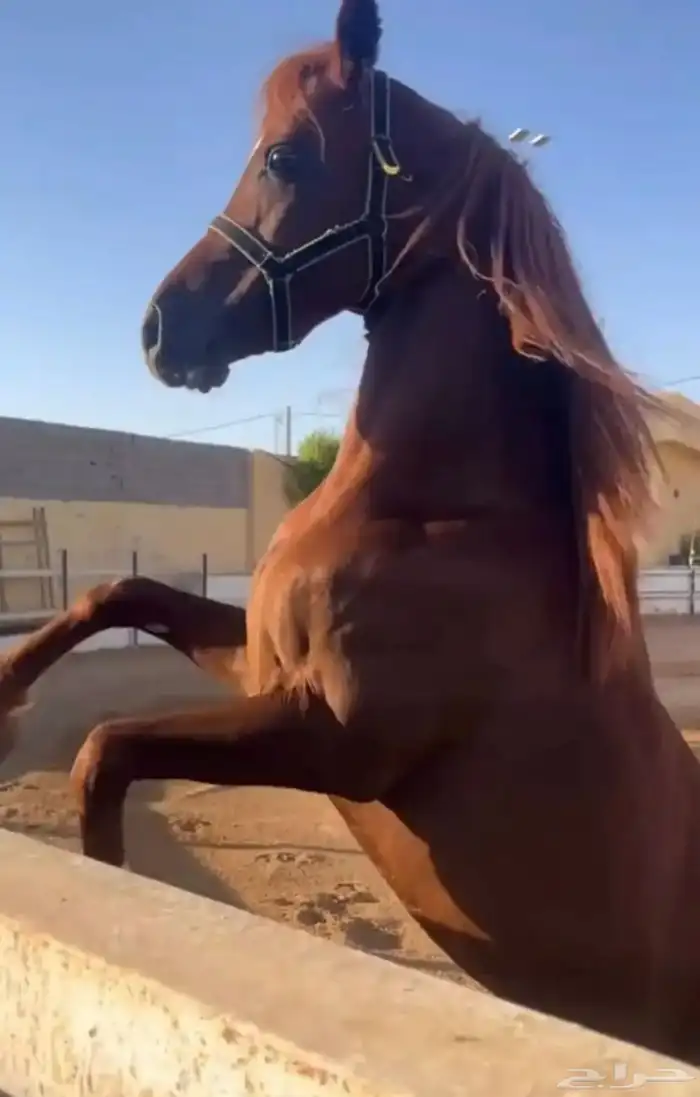 حصان شعبي شيخ 1