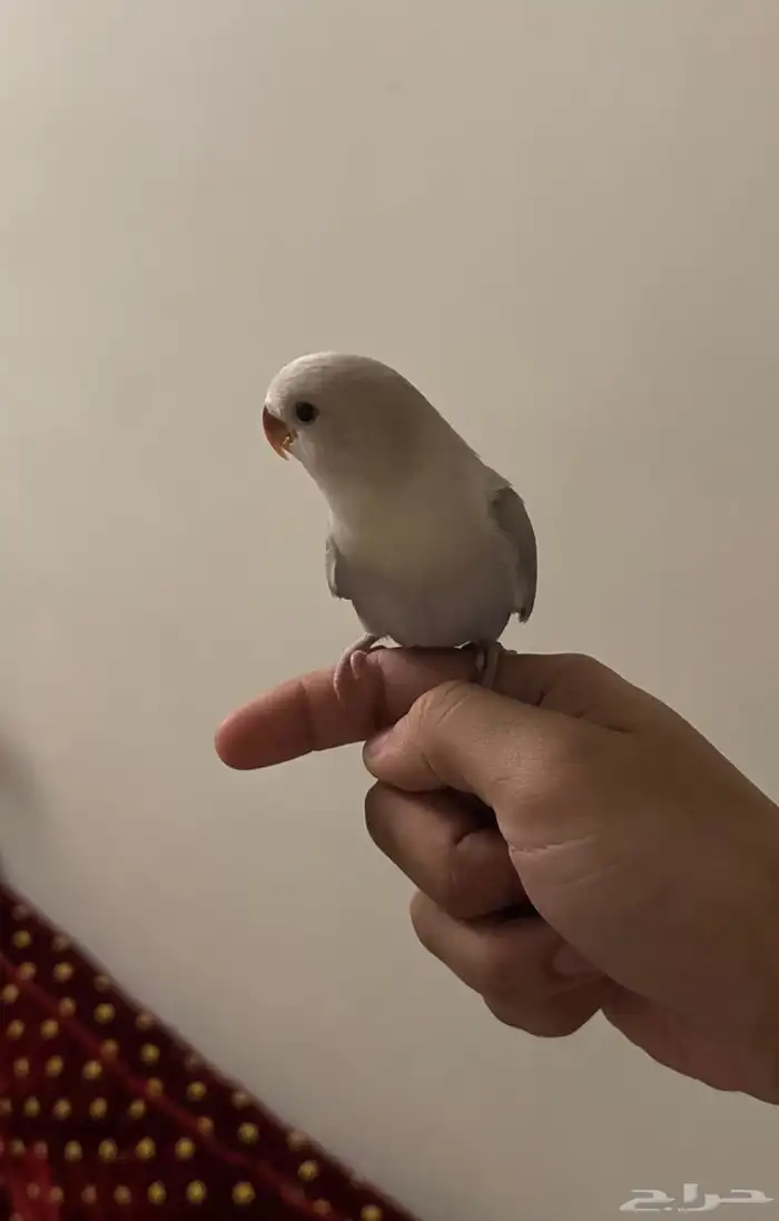 ببغاء روز هدد اليف 0