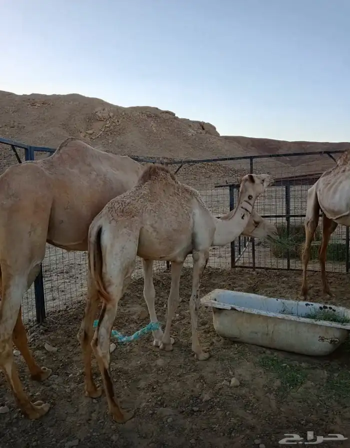 قعود للبيع مفرود 0