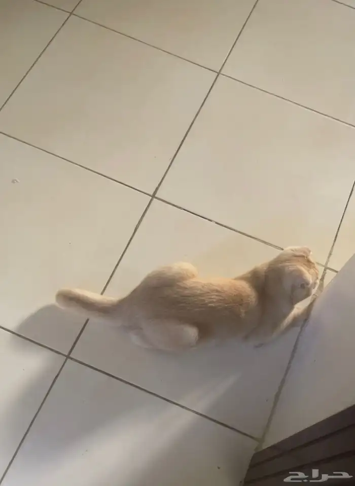 للبيع ذكر سكوتش 1