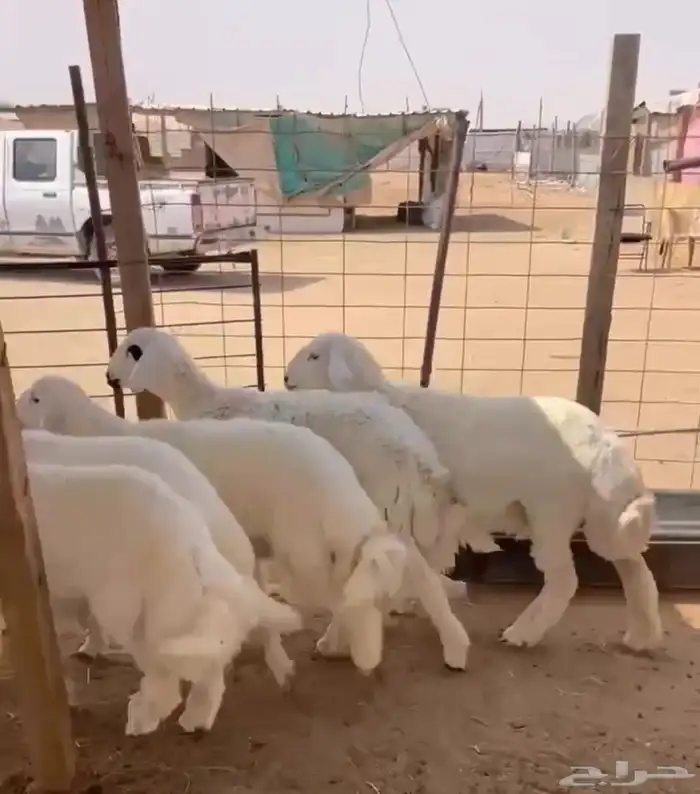 بهم حريات نظاف حلال بر 0