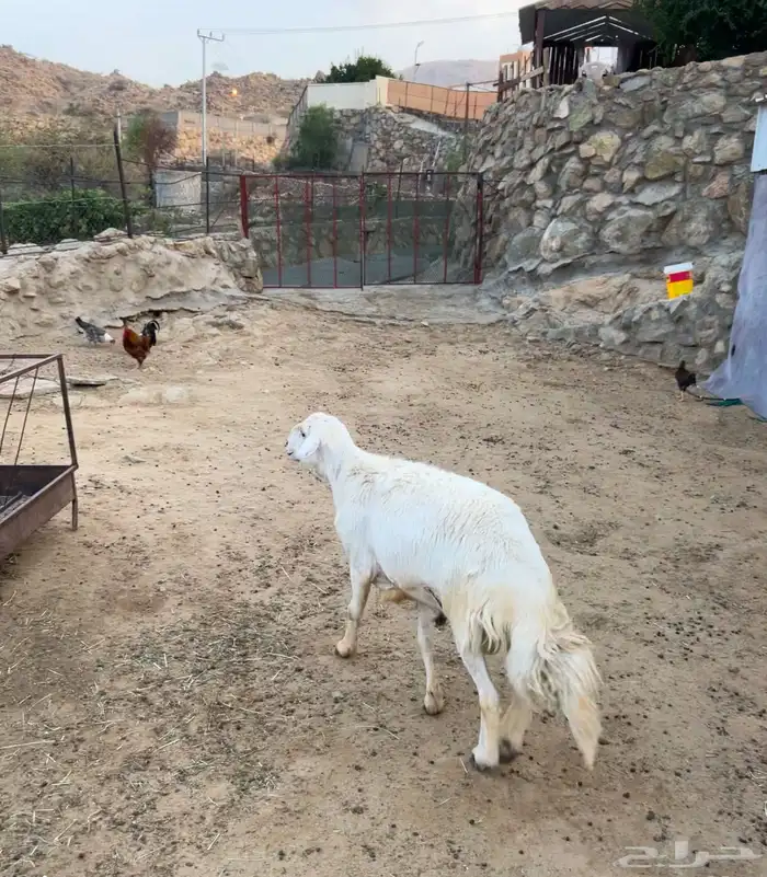 النماص بدوه 0
