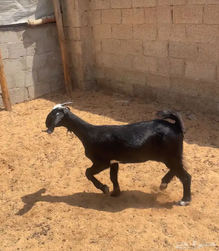 جفره ( تم البيع ) 0