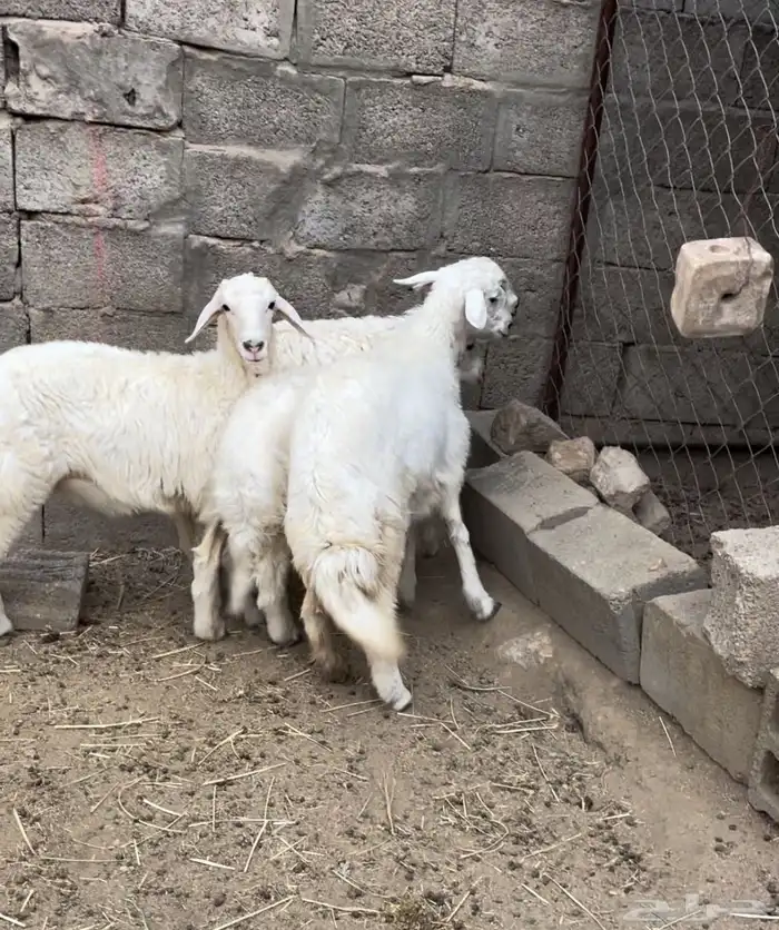 اربع رخال كفو مسكت 2