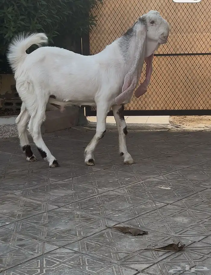 عرض تيس ابرص طيب ومنوه 0