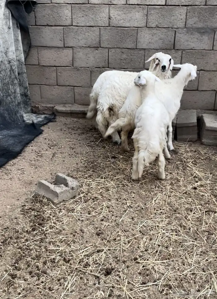 اربع رخال كفو مسكت 1