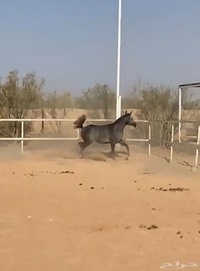 مهرة واهو 1