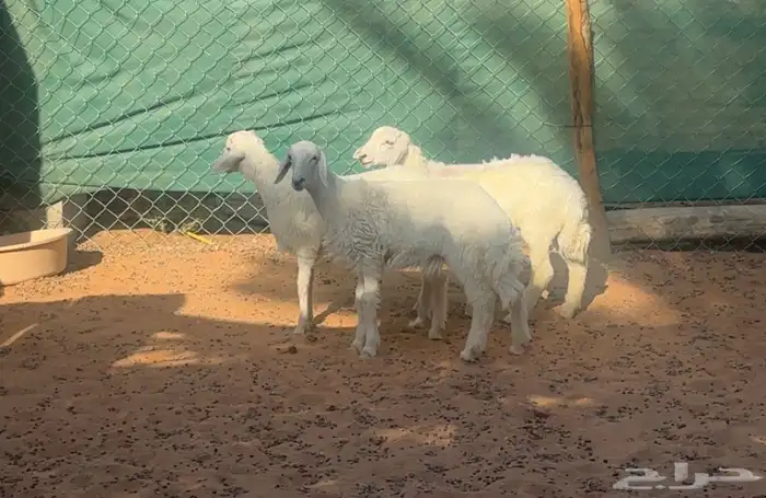 بهم حريات للبيع 0