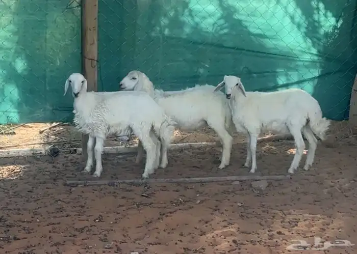 بهم حريات للبيع 2